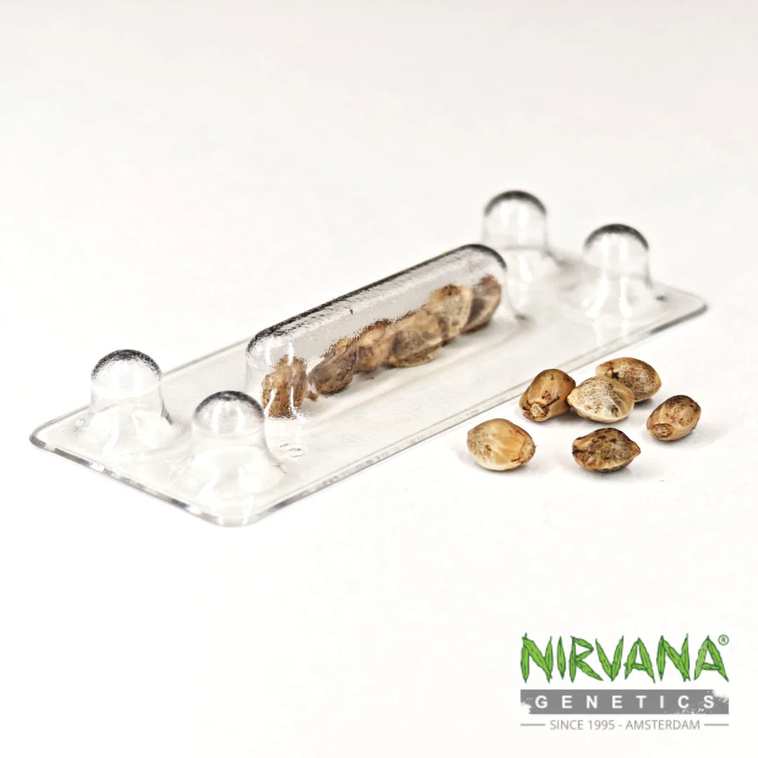 Raspberry Cough Feminized - Image 3