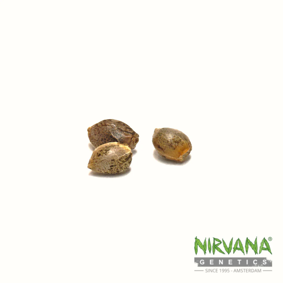 Raspberry Cough Feminized - Image 4