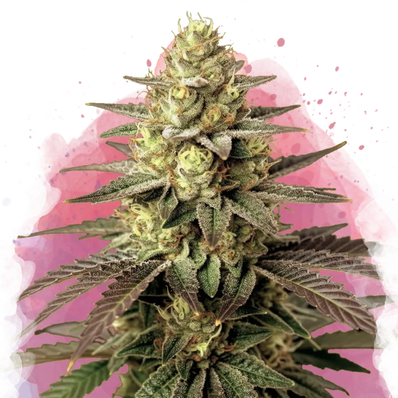 Feminized cannabis seeds