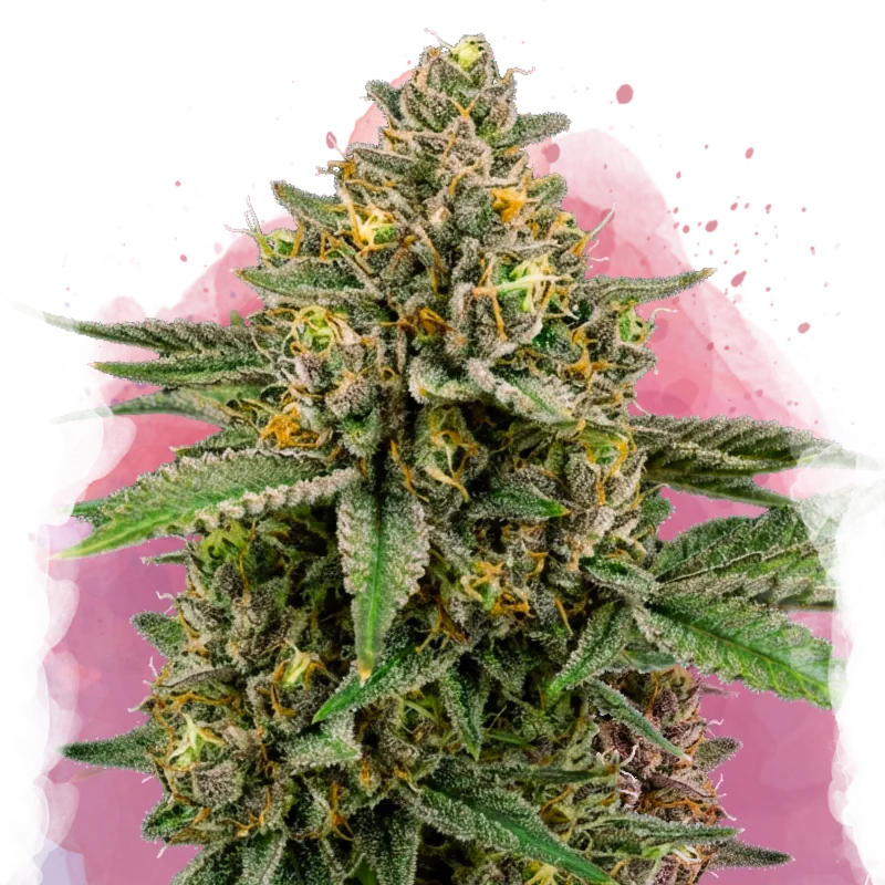 New strains [homepage]