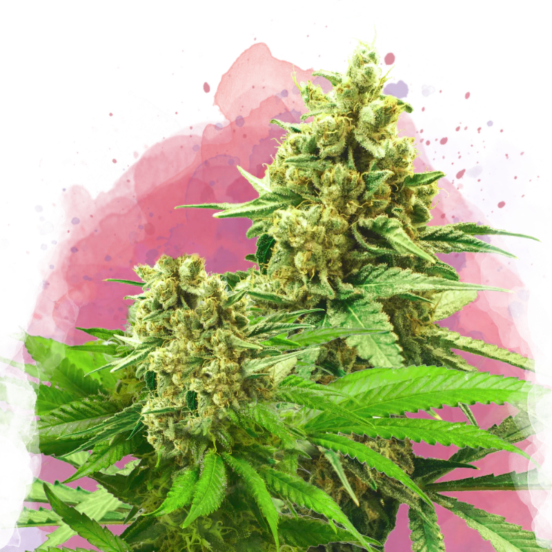 Indica Cannabis Strains